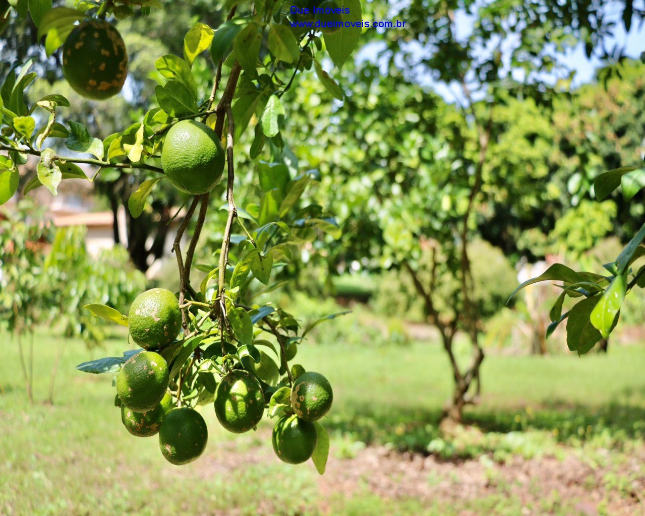 Fazenda à venda com 5 quartos, 500m² - Foto 35