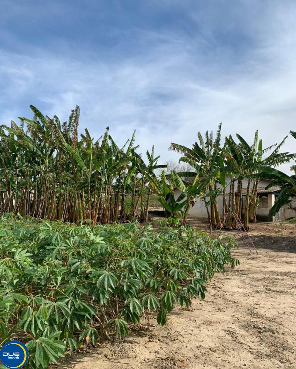 Fazenda à venda com 4 quartos, 36800m² - Foto 33