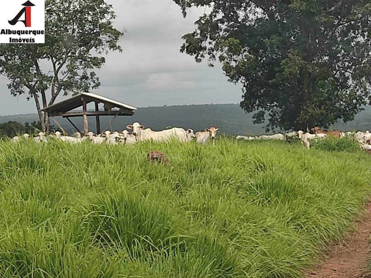 Fazenda à venda com 1 quarto, 250000000m² - Foto 12