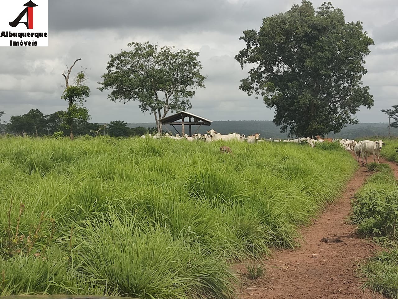 Fazenda à venda com 1 quarto, 250000000m² - Foto 15