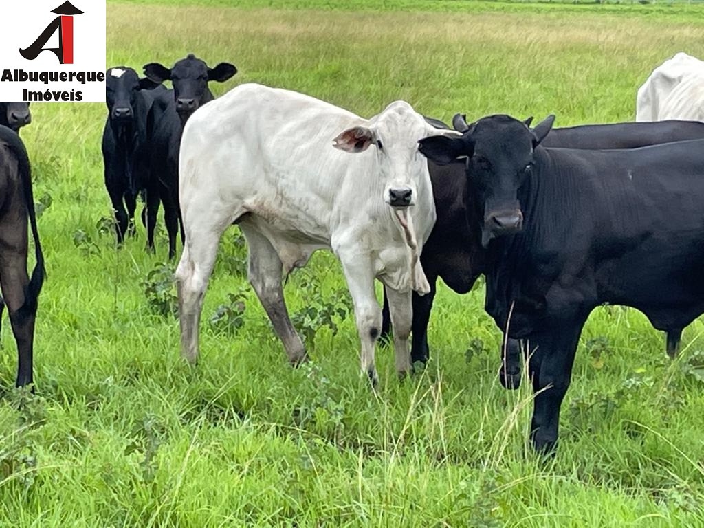 Fazenda à venda - Foto 3