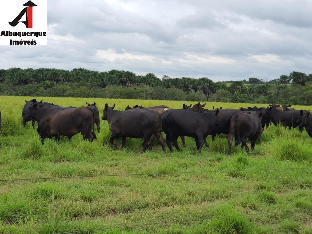 Fazenda à venda - Foto 8