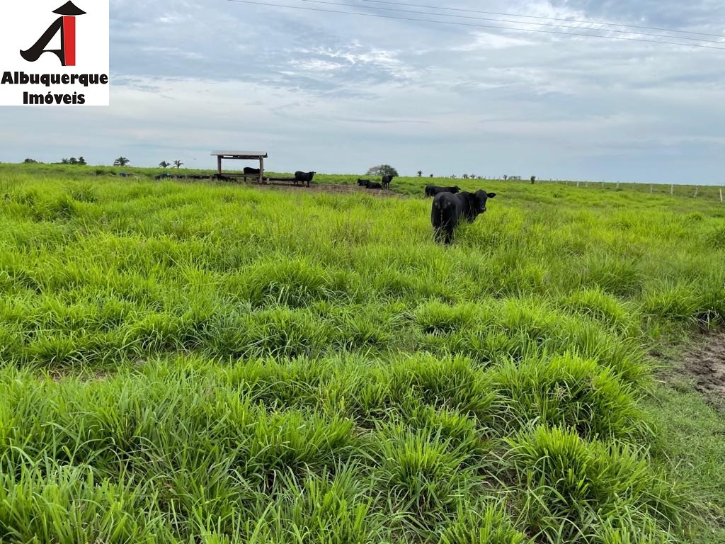 Fazenda à venda - Foto 4