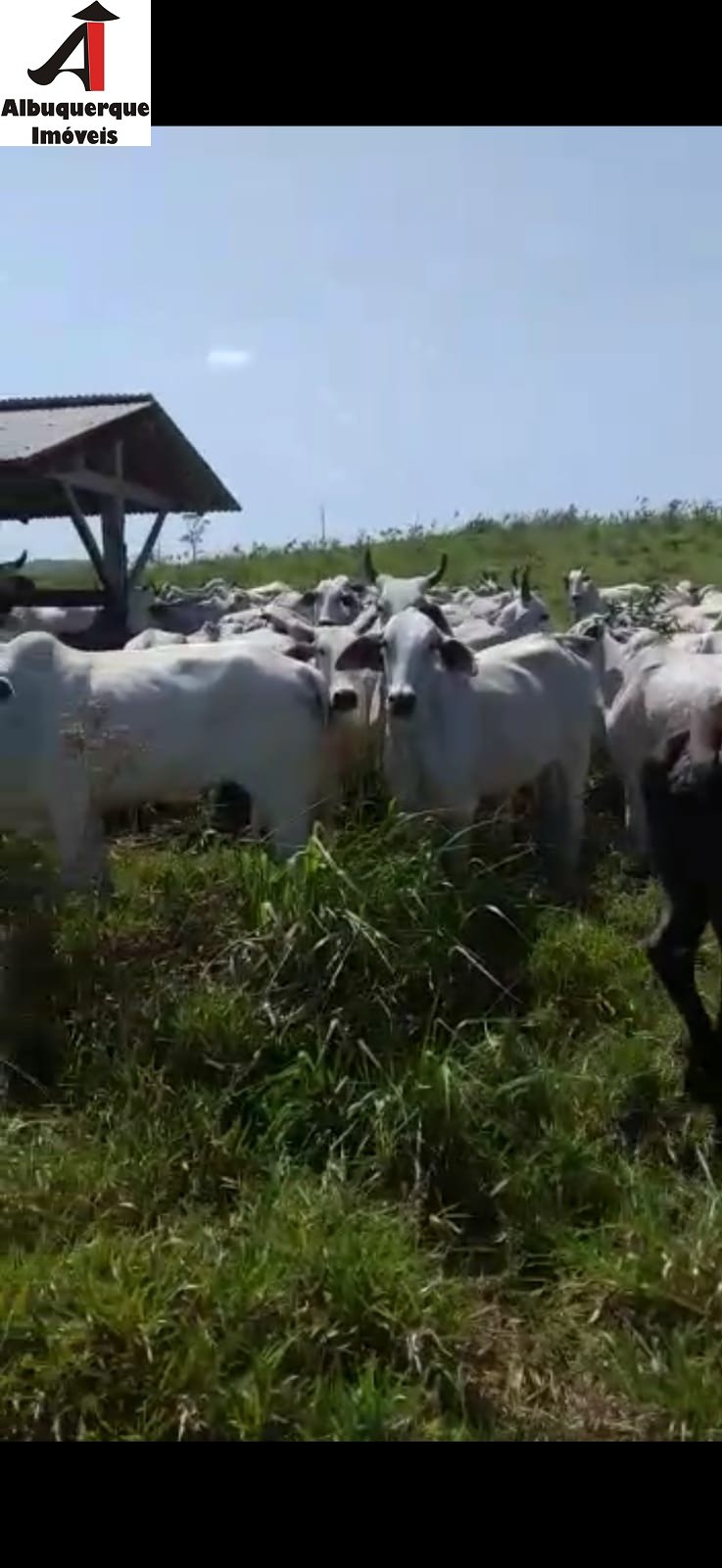 Fazenda à venda, 1748m² - Foto 13