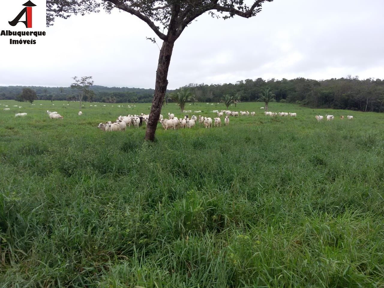 Fazenda à venda, 1039m² - Foto 6