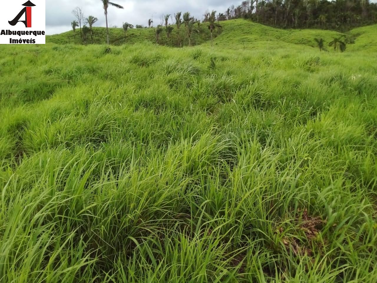 Fazenda à venda com 2 quartos, 4000m² - Foto 6