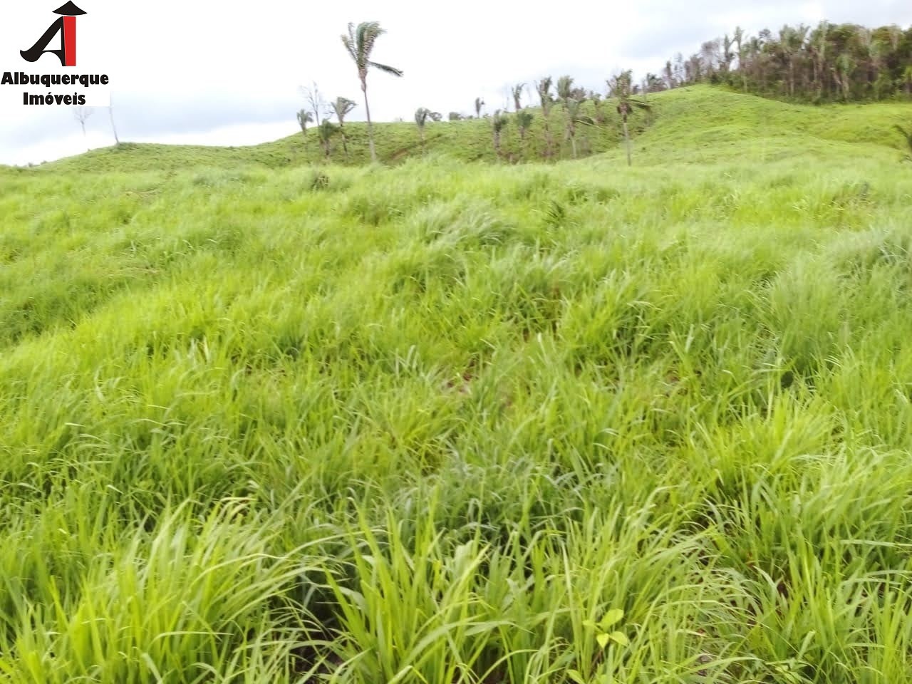 Fazenda à venda com 2 quartos, 4000m² - Foto 8