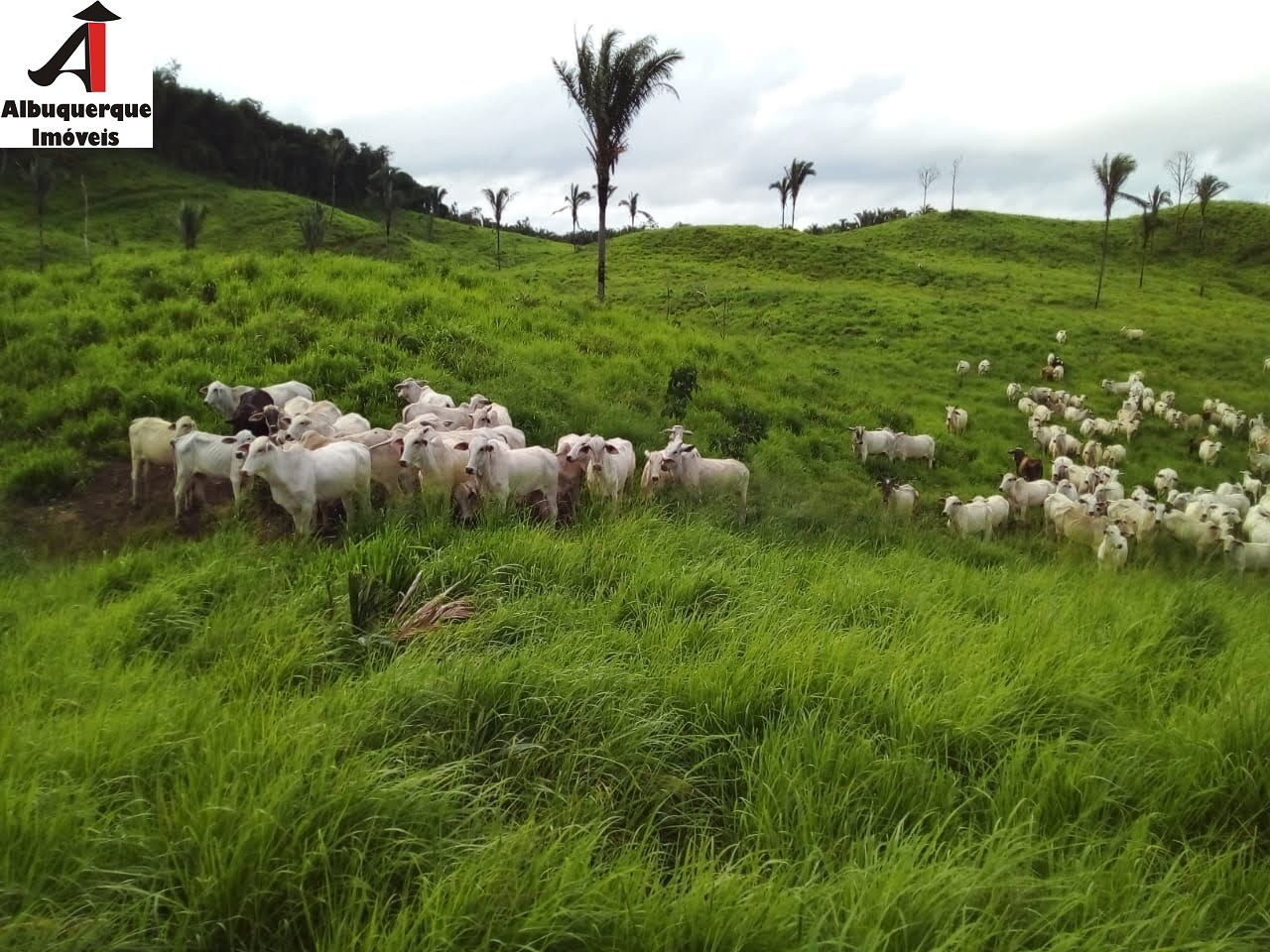 Fazenda à venda com 2 quartos, 4000m² - Foto 5