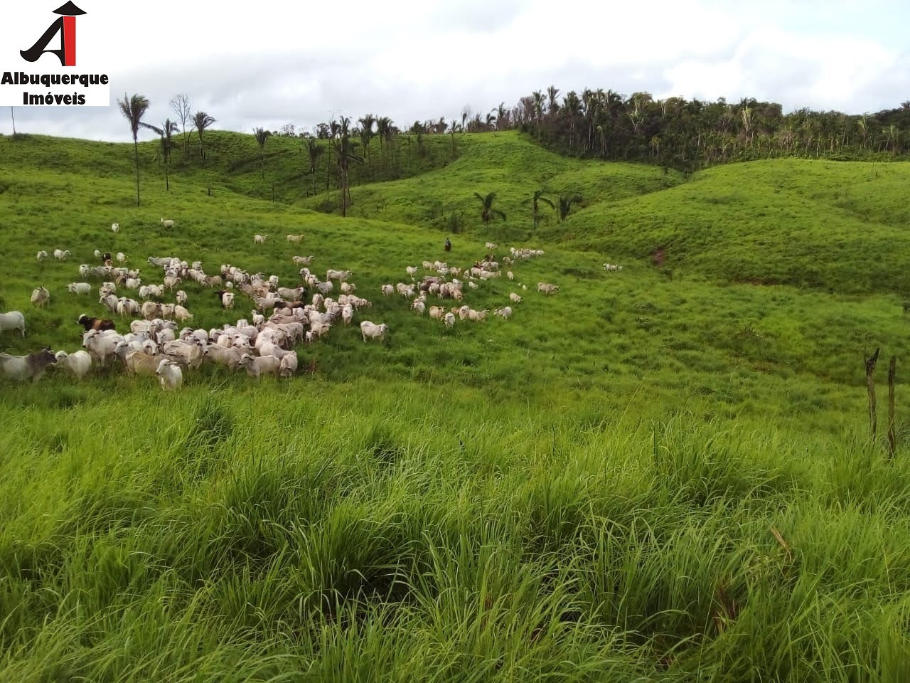 Fazenda à venda com 2 quartos, 4000m² - Foto 10