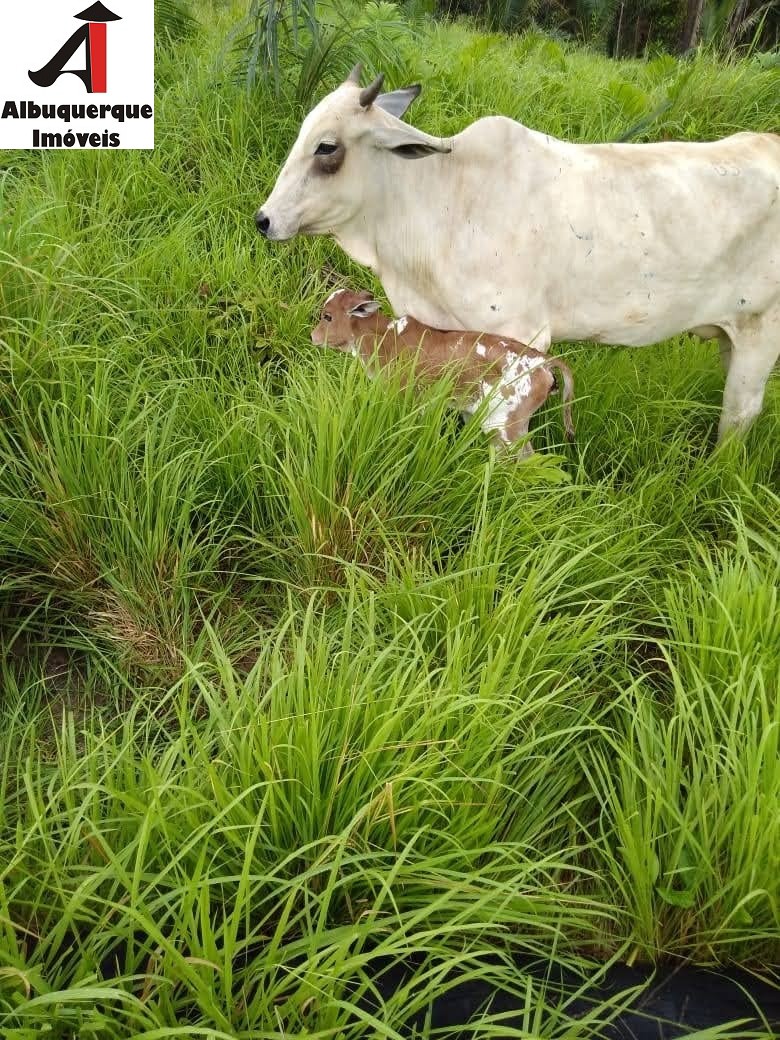 Fazenda à venda com 2 quartos, 4000m² - Foto 9