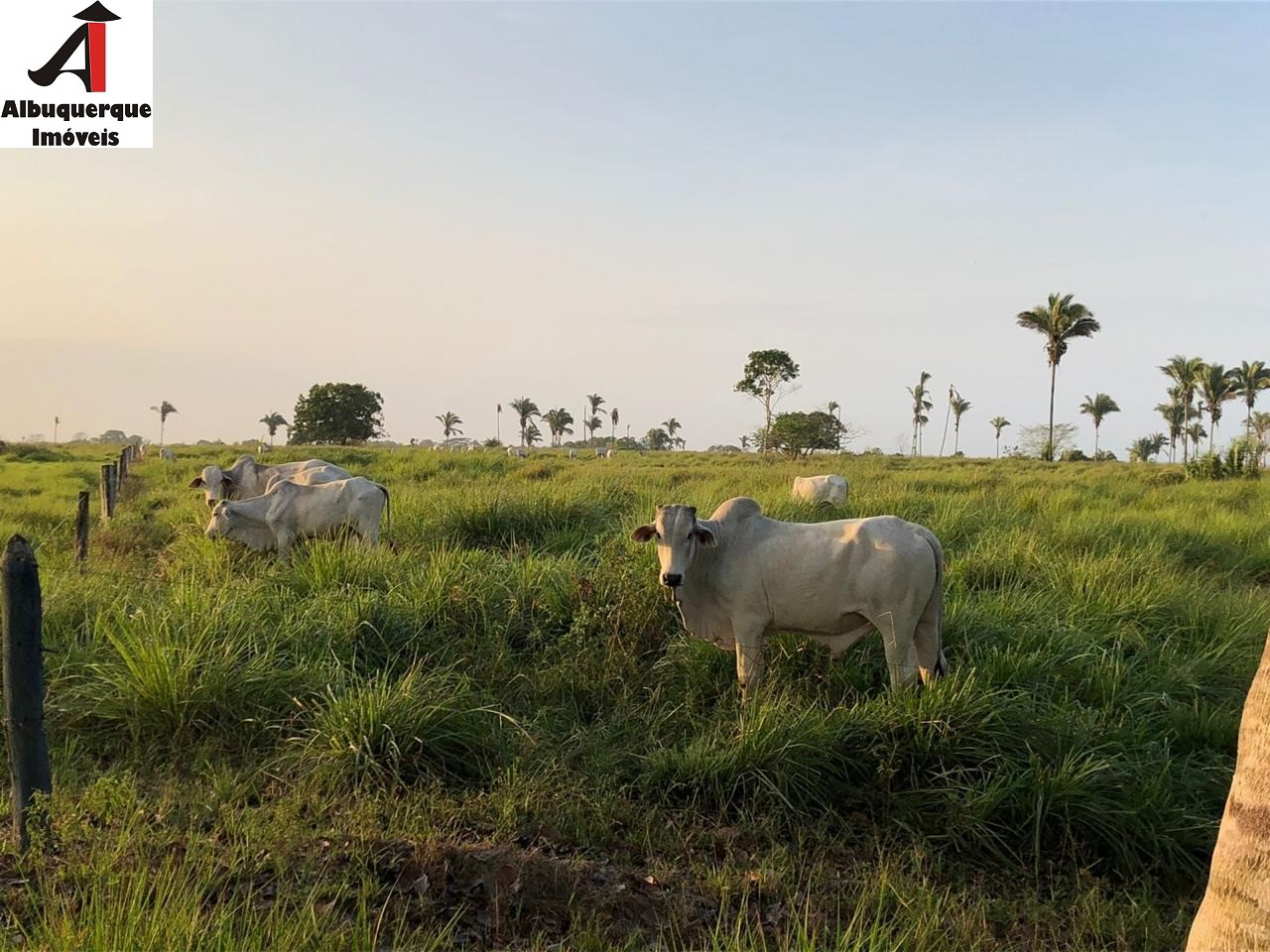 Fazenda à venda, 1039m² - Foto 10