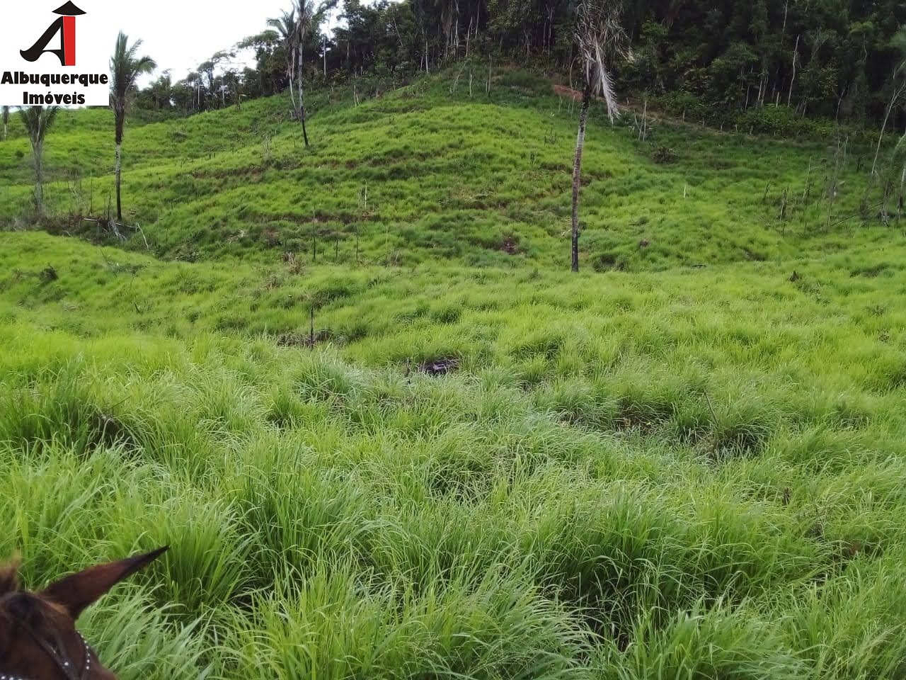 Fazenda à venda com 2 quartos, 4000m² - Foto 7