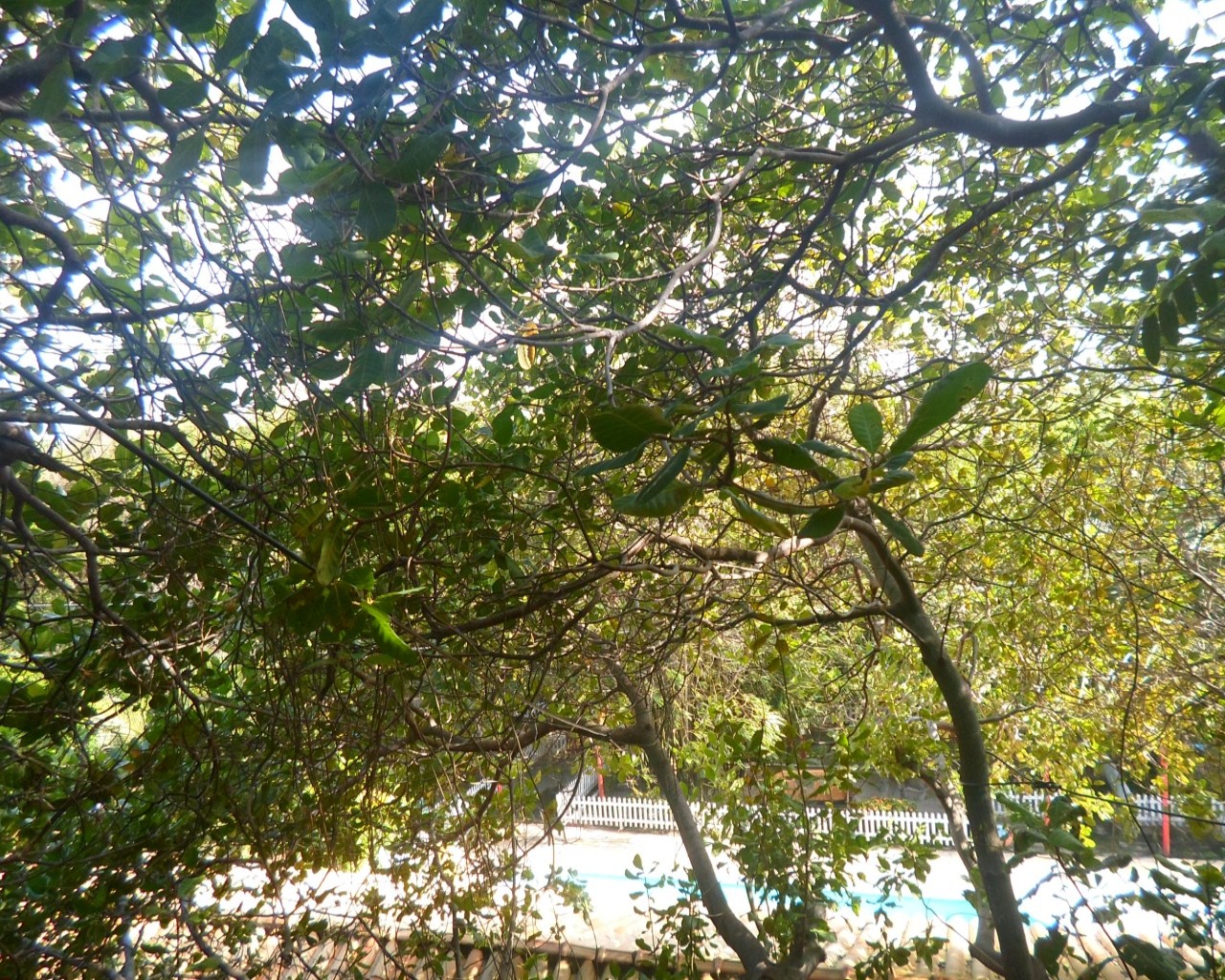 Sítio, 10 quartos, 2 hectares - Foto 11