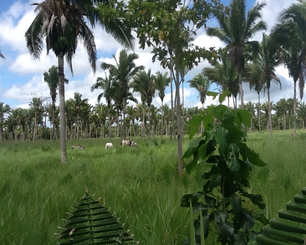 Fazenda à venda com 2 quartos, 270m² - Foto 6