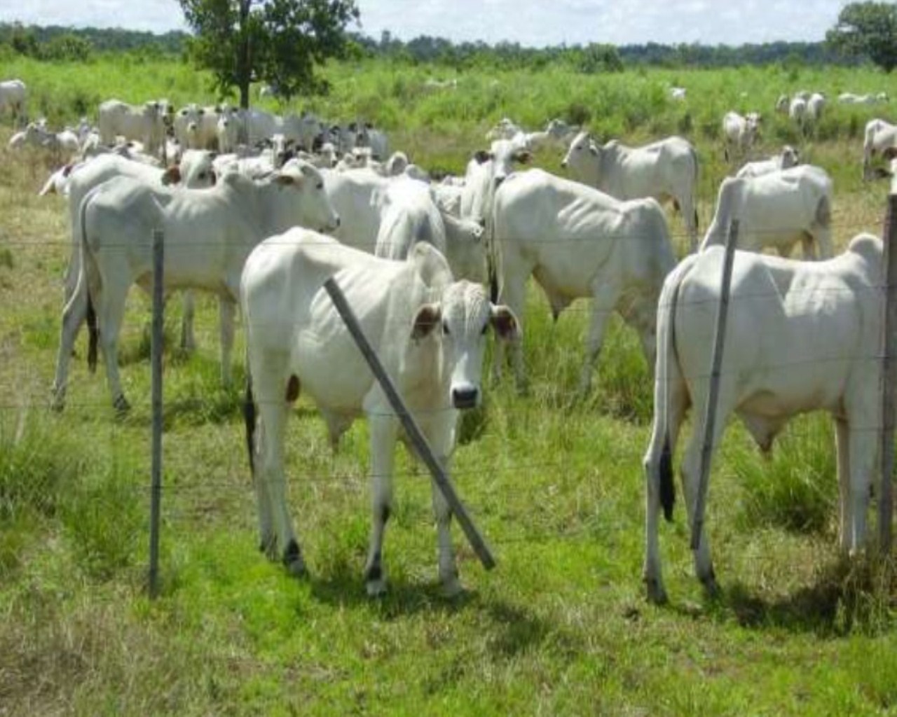 Fazenda à venda, 60000m² - Foto 2