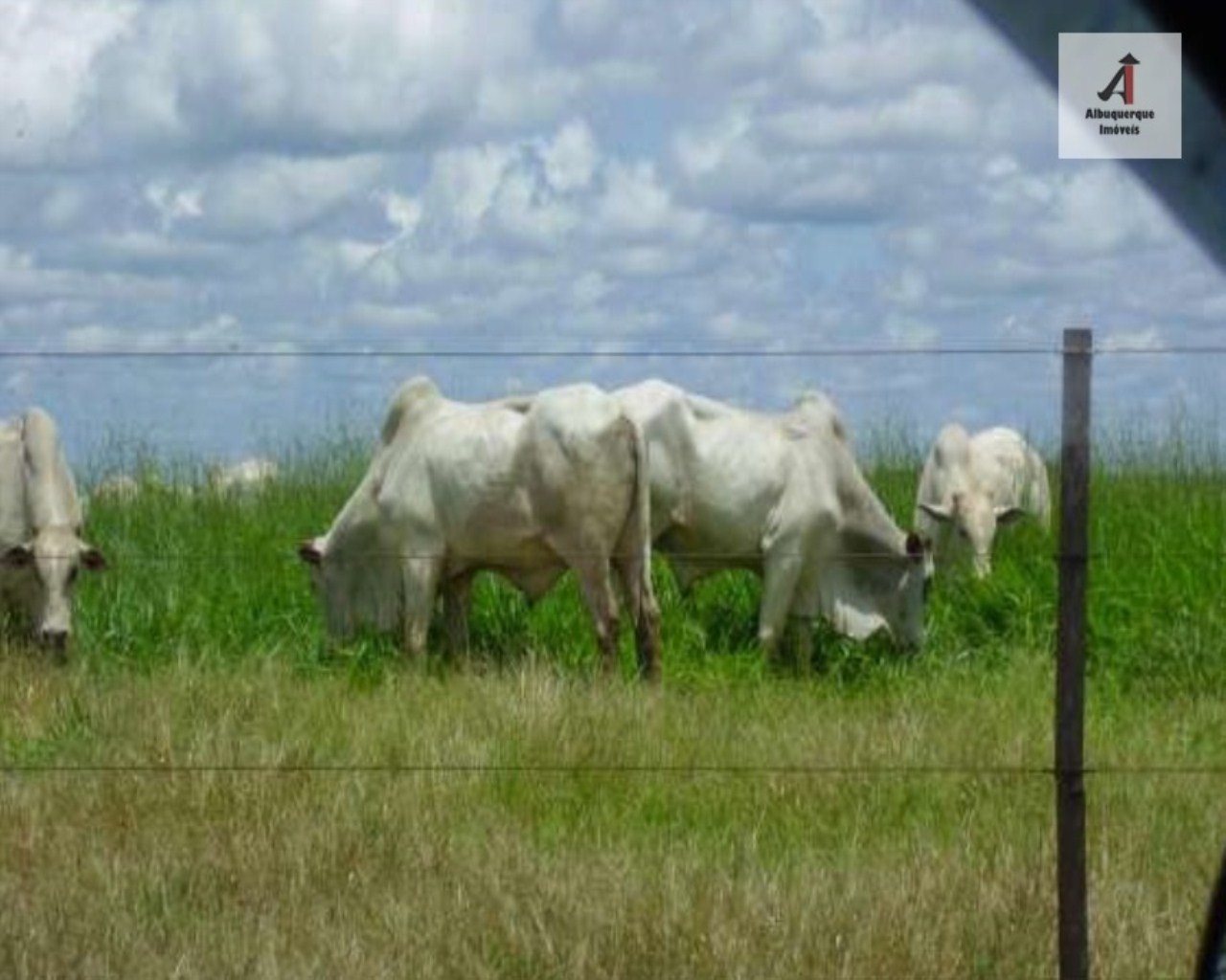 Fazenda à venda, 60000m² - Foto 5