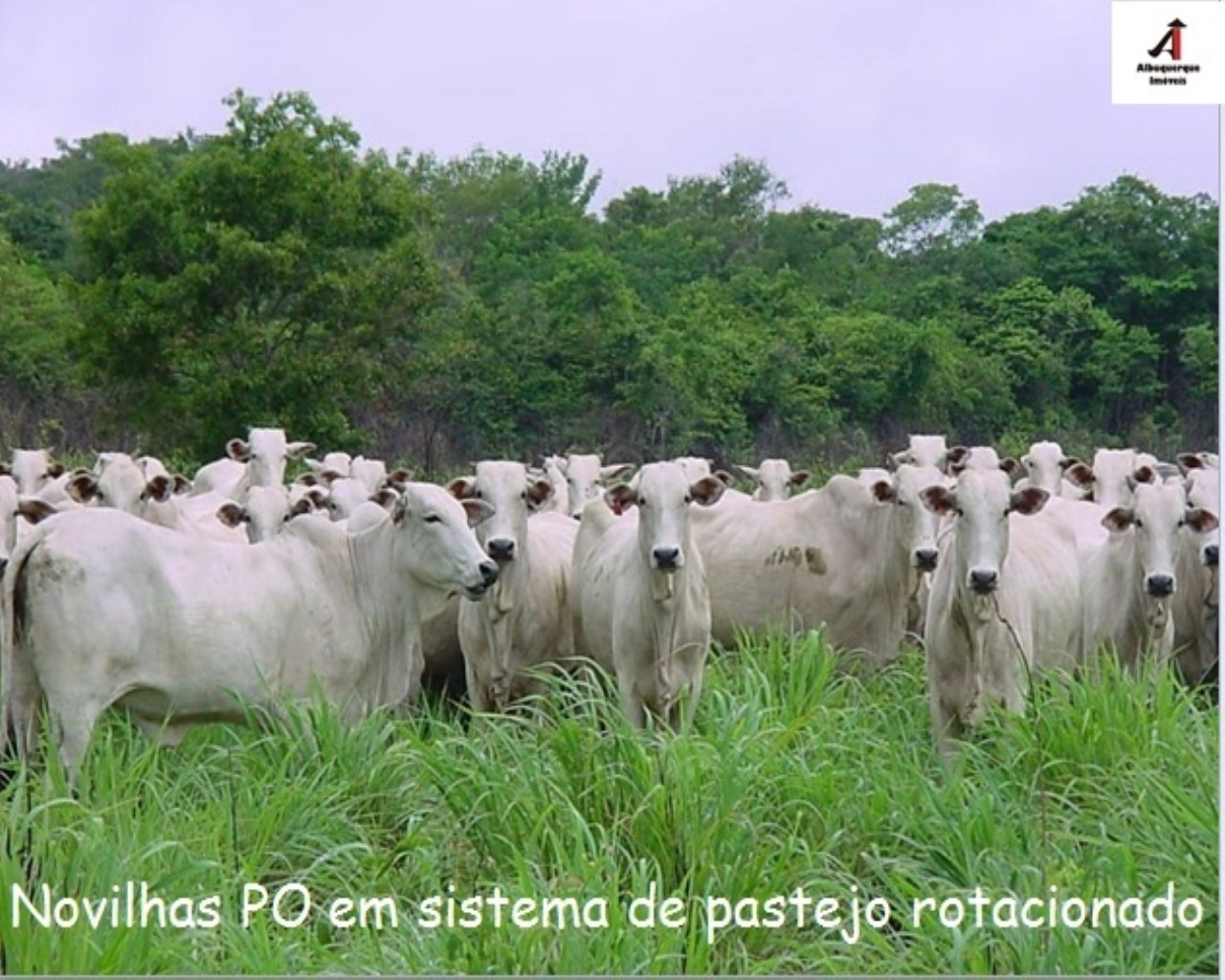 Fazenda à venda, 60000m² - Foto 12