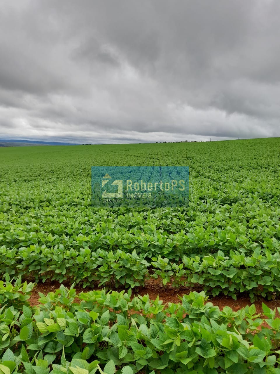 Fazenda à venda com 135 alqueires goiano