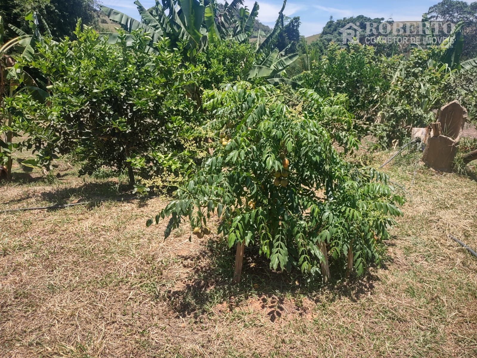 Chácara à venda com 1 quarto, 1800m² - Foto 21