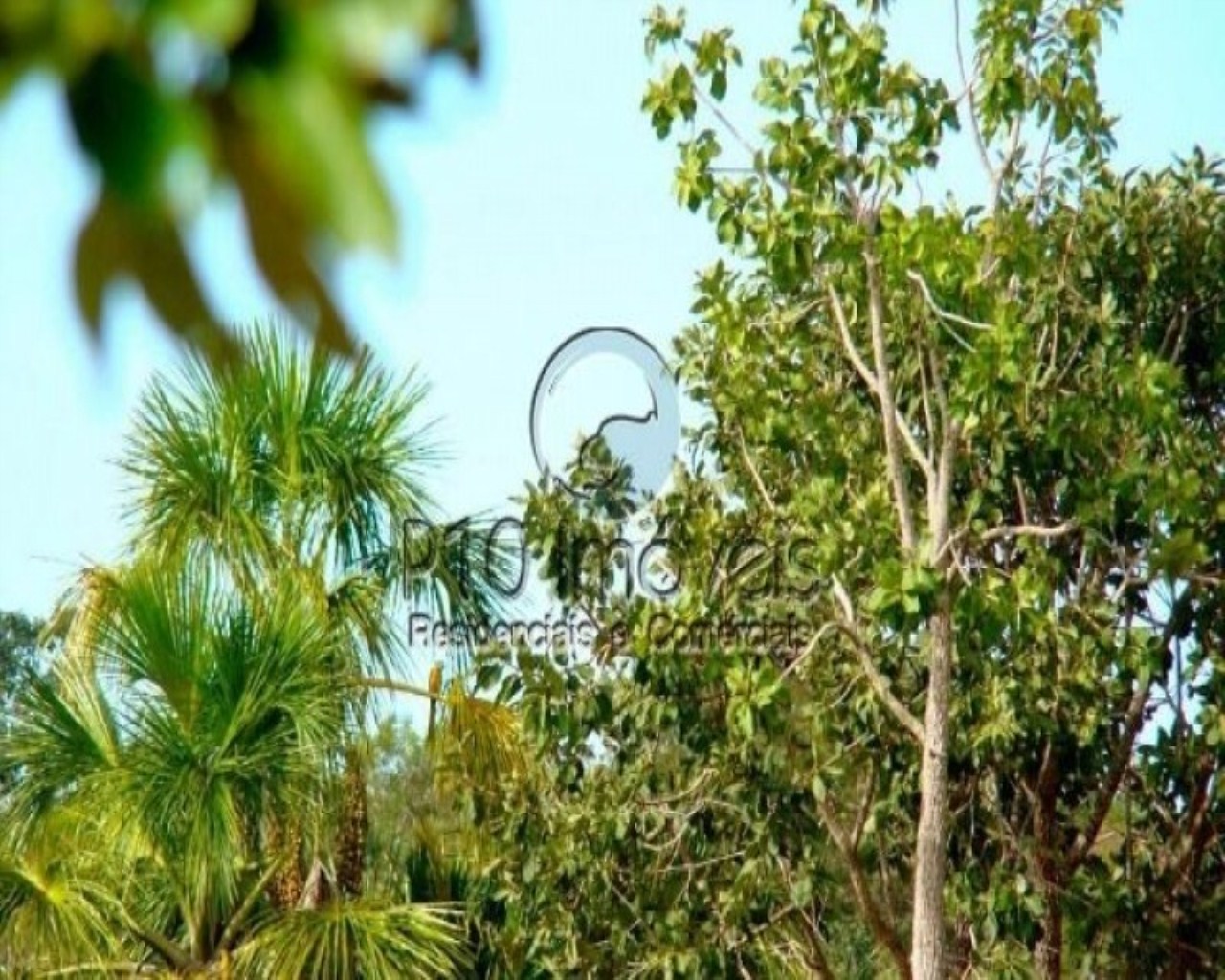 Fazenda à venda com 4 quartos, 4000m² - Foto 6