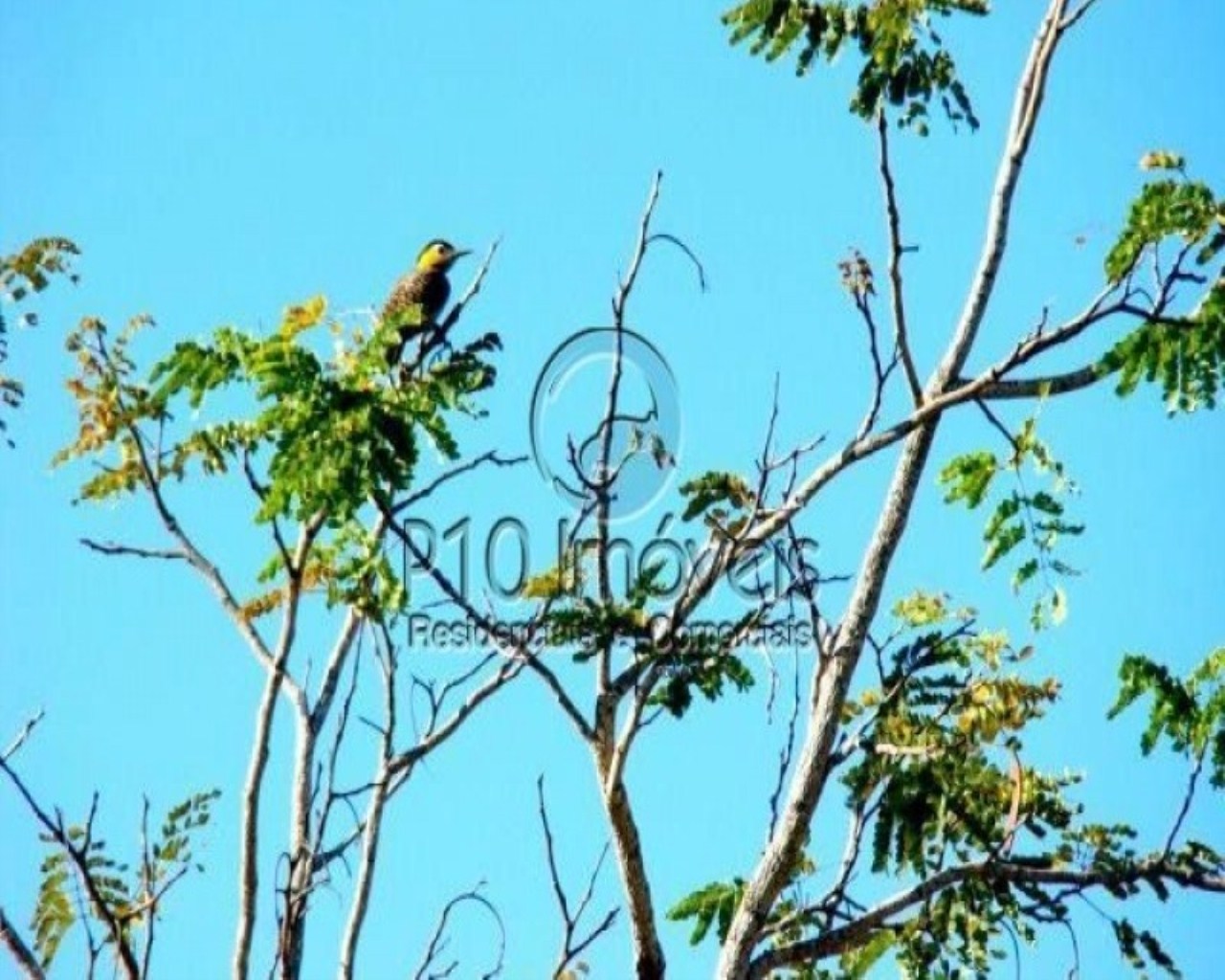 Fazenda à venda com 4 quartos, 4000m² - Foto 9