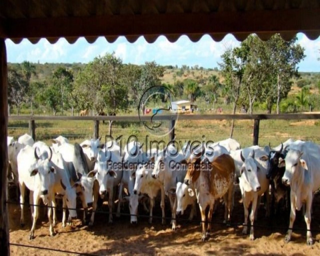 Fazenda à venda com 4 quartos, 4000m² - Foto 14