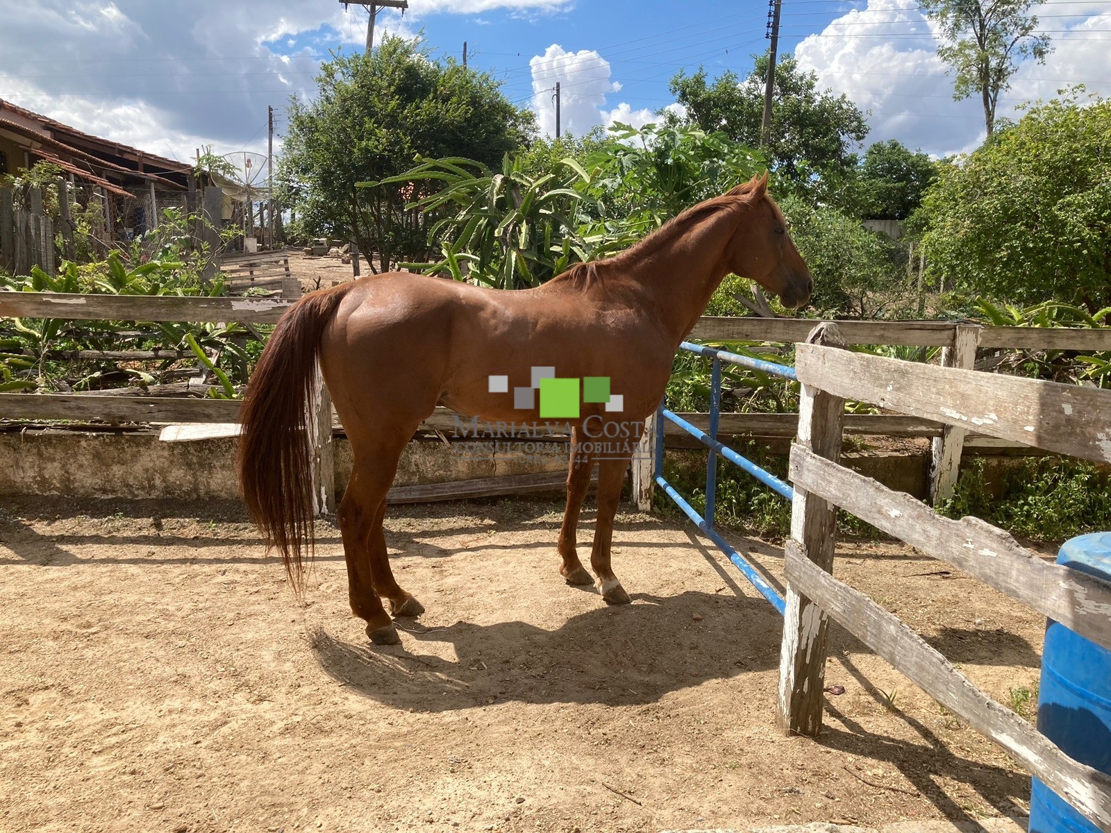 Fazenda à venda com 9 quartos - Foto 7