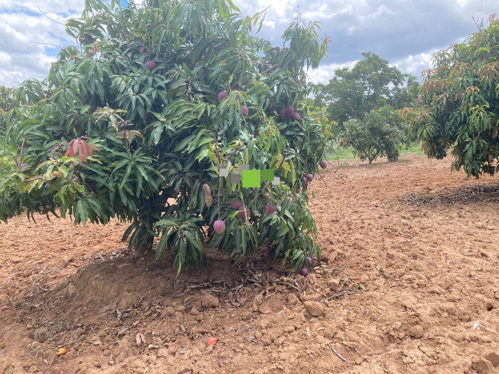 Fazenda à venda com 9 quartos - Foto 8