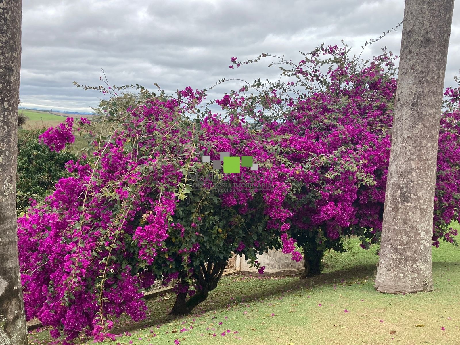 Fazenda à venda com 9 quartos - Foto 21