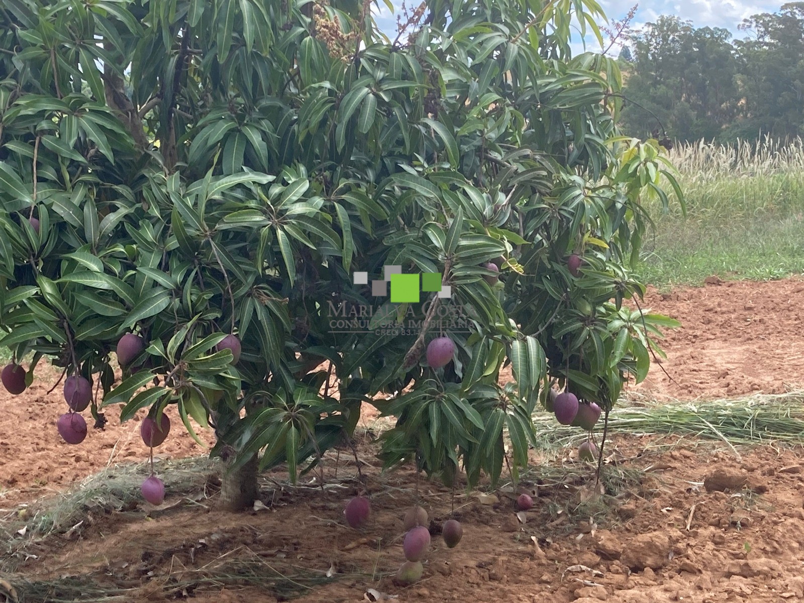 Fazenda à venda com 9 quartos - Foto 9