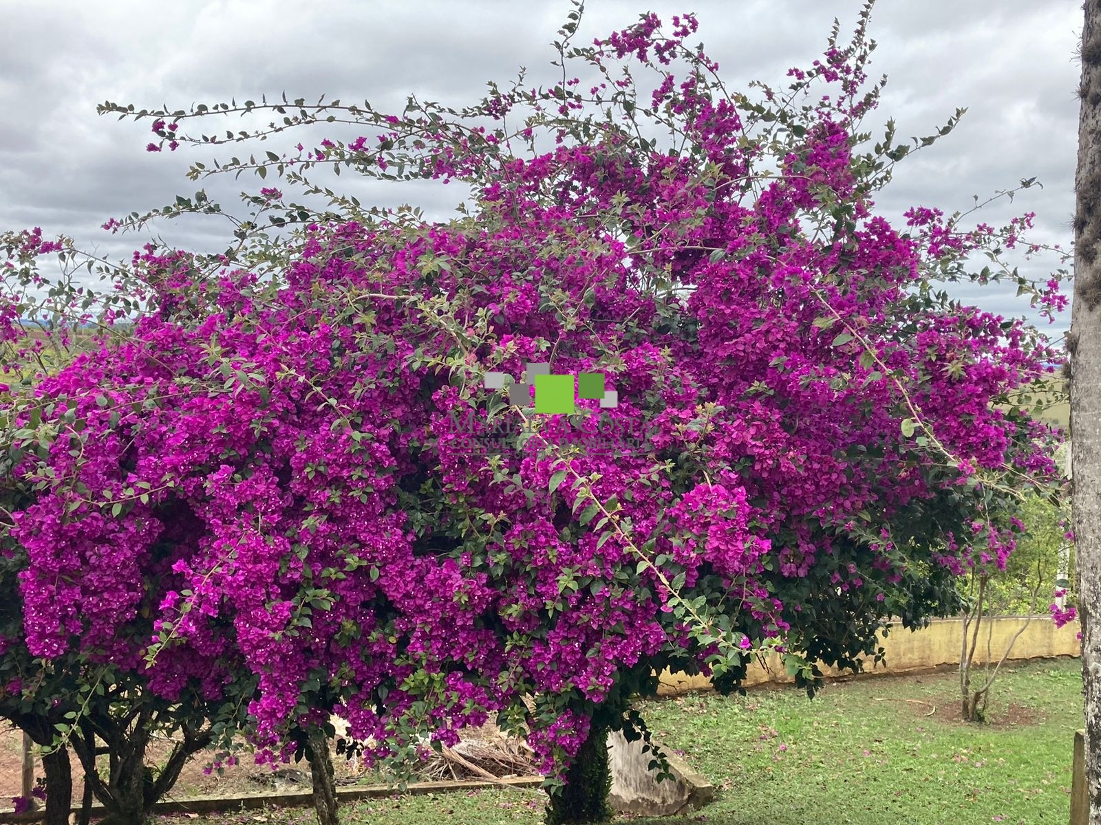 Fazenda à venda com 9 quartos - Foto 22