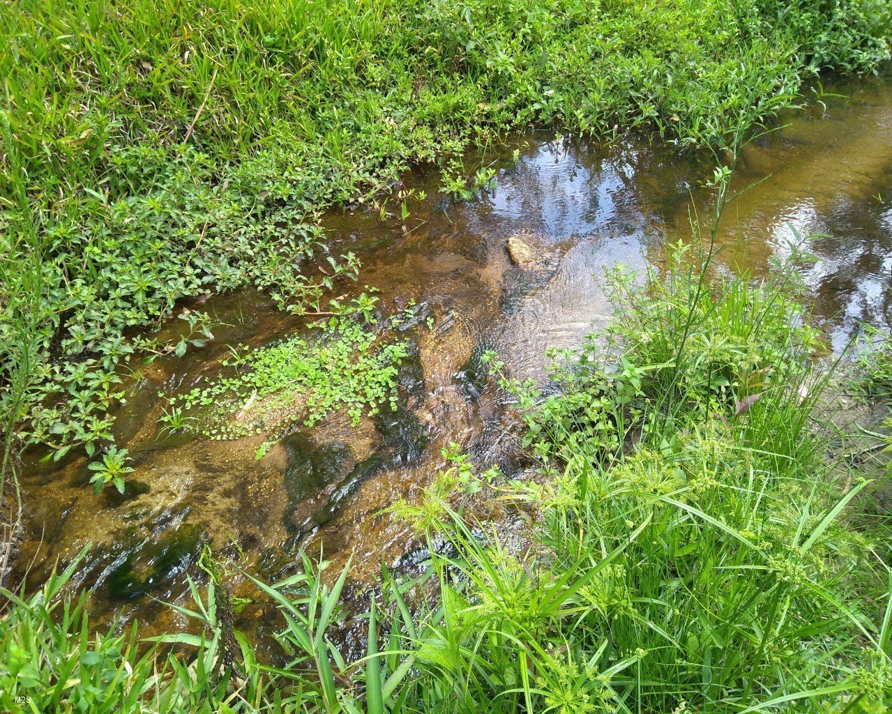 Fazenda à venda - Foto 4