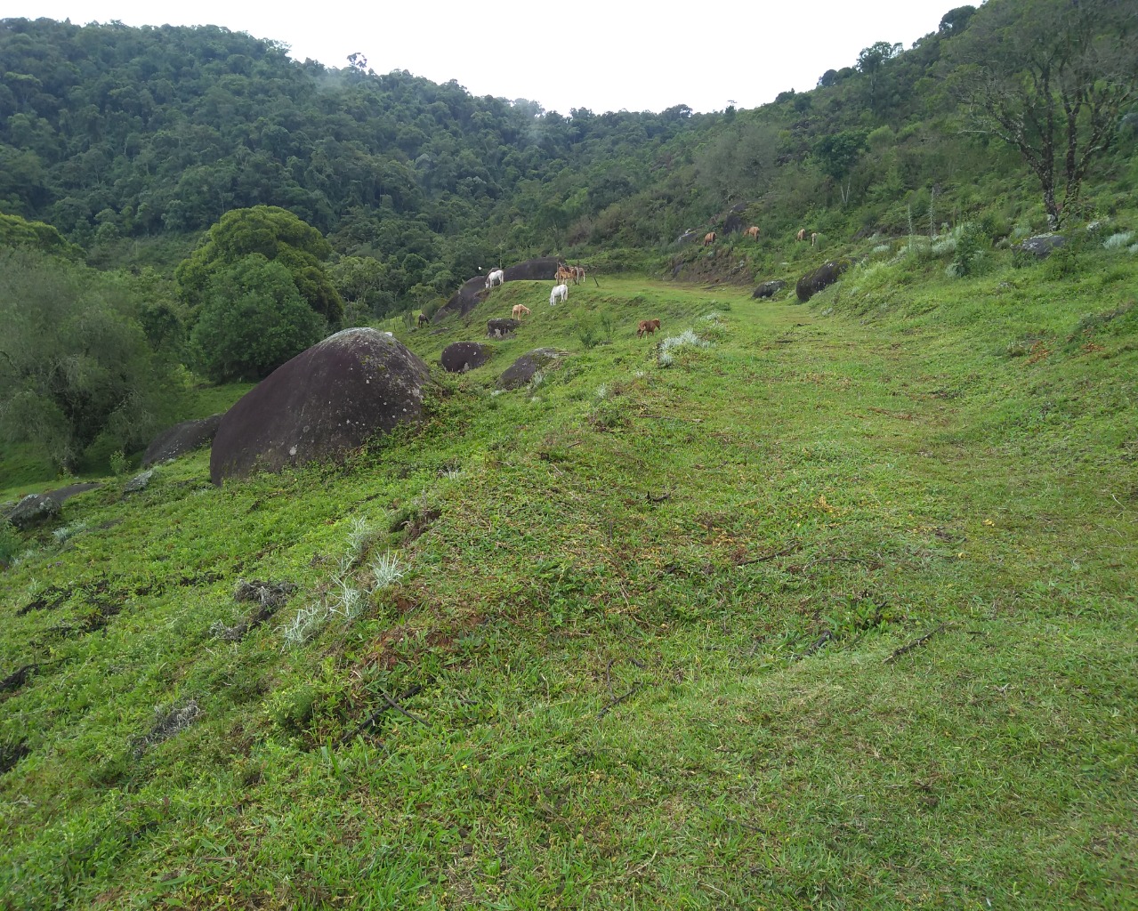 Chácara à venda, 30000m² - Foto 5