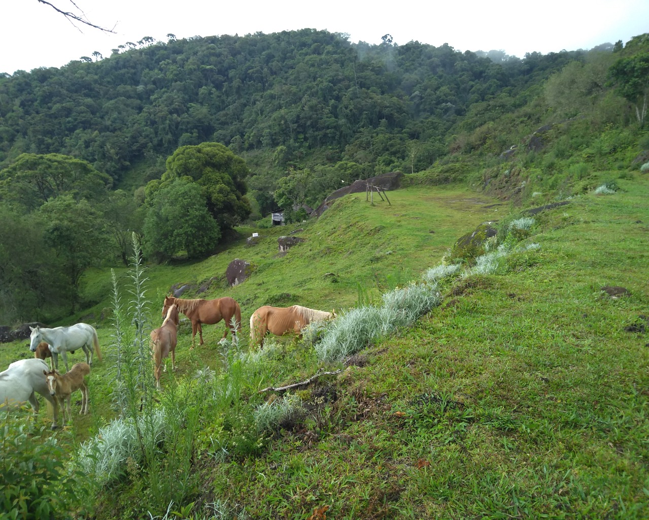 Chácara à venda, 30000m² - Foto 3