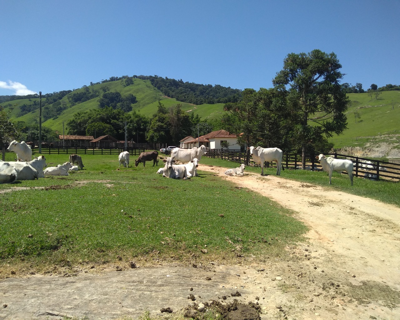 Fazenda à venda com 4 quartos - Foto 11