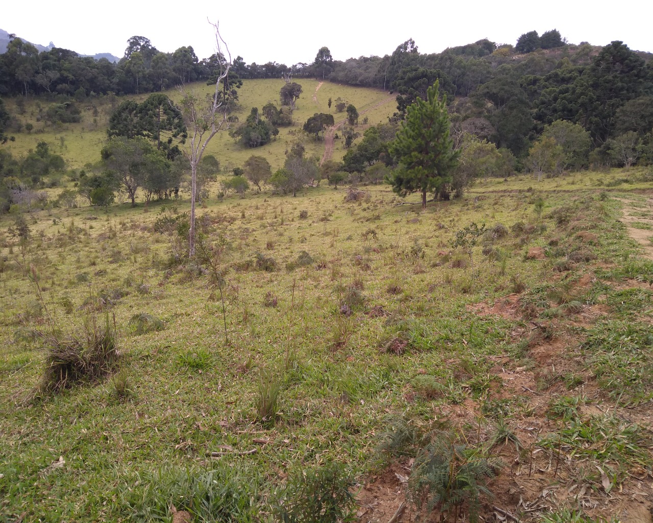 Chácara à venda, 30000m² - Foto 6