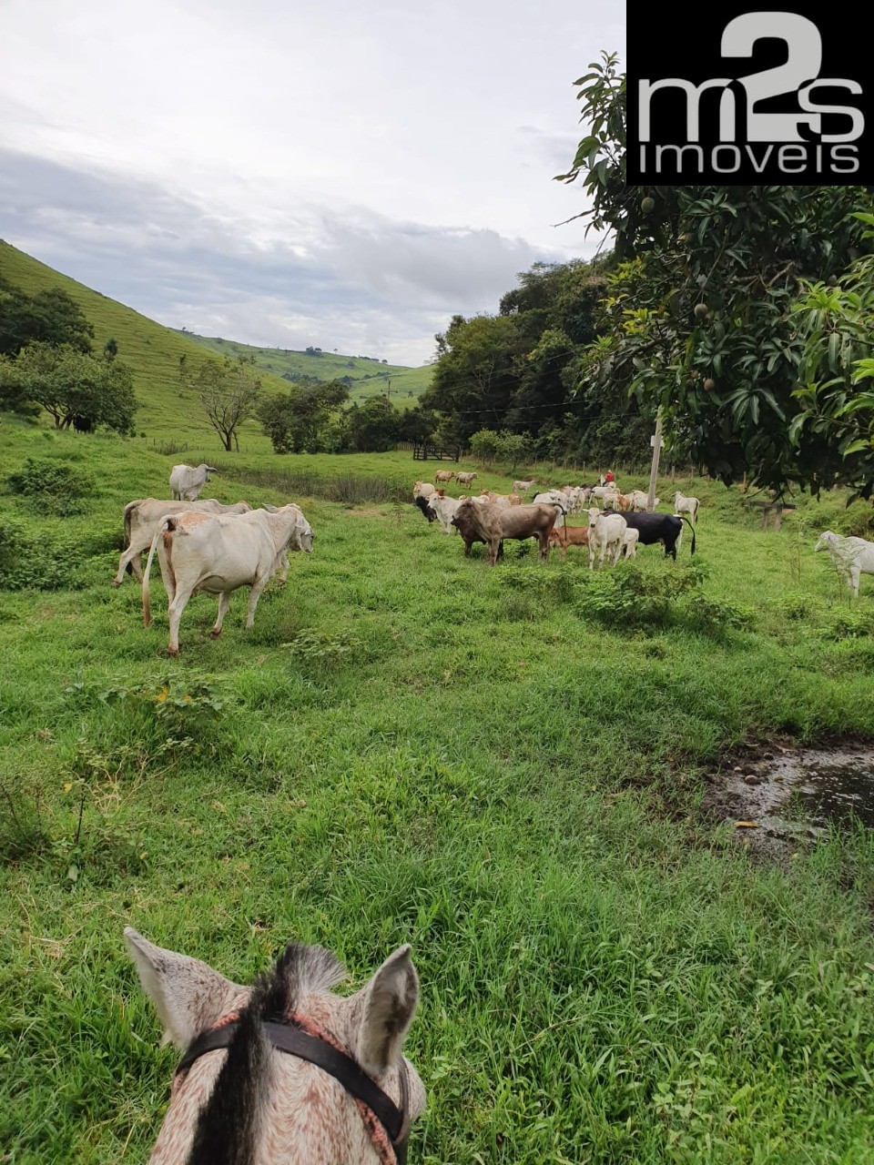 Fazenda à venda com 4 quartos - Foto 21