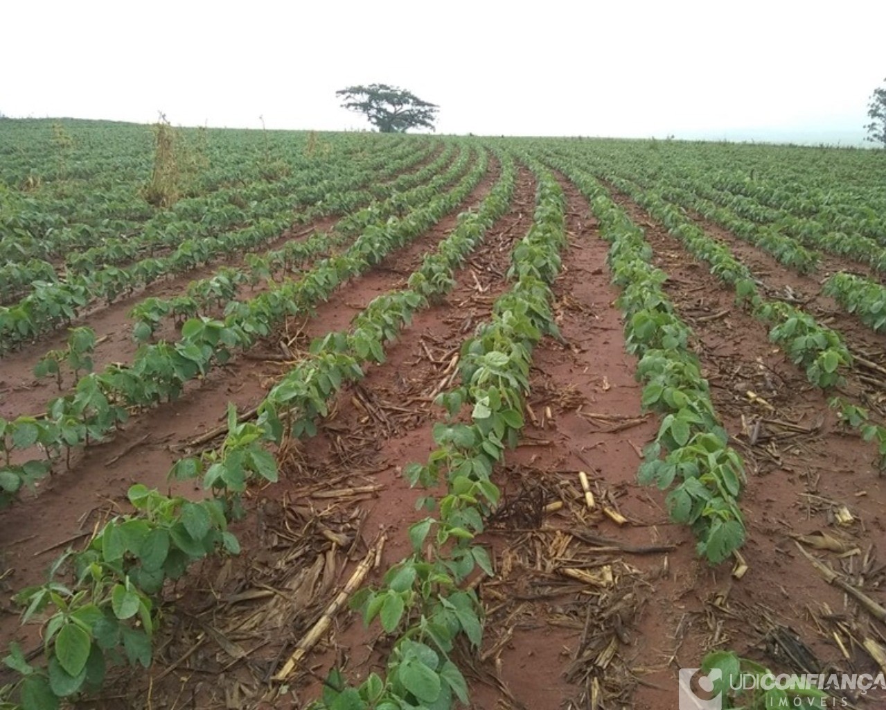 Fazenda à venda - Foto 3