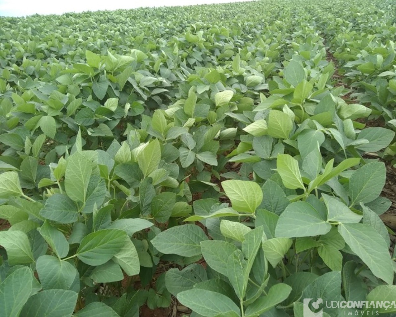 Fazenda à venda - Foto 1