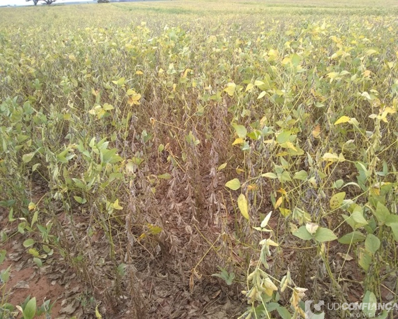 Fazenda à venda - Foto 4