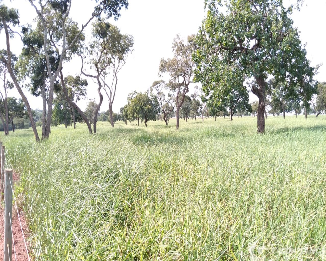 Fazenda à venda - Foto 2