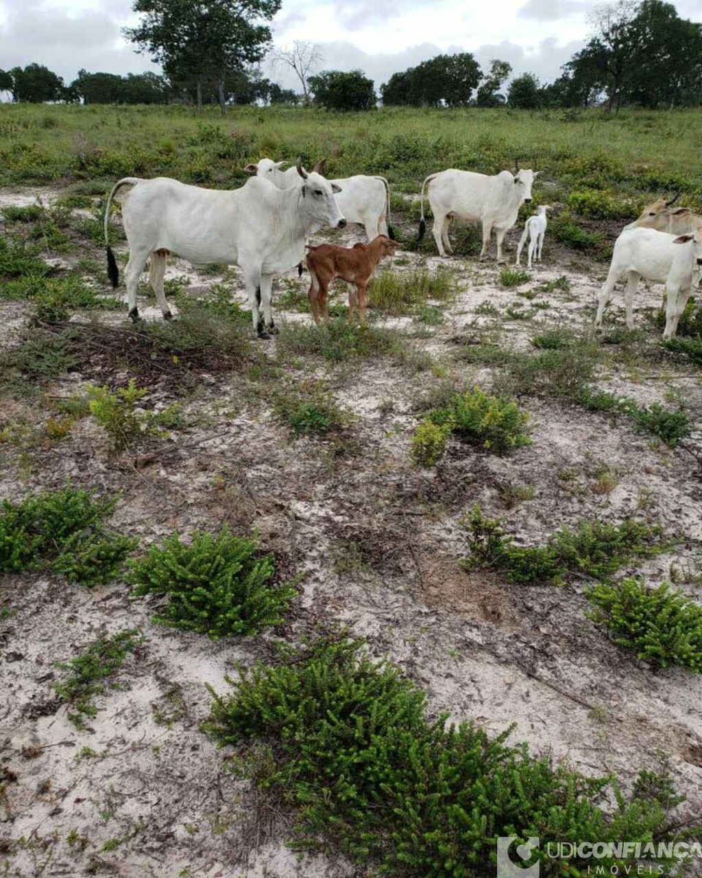 Fazenda à venda - Foto 6