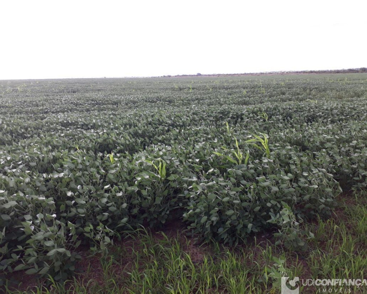 Fazenda à venda - Foto 9