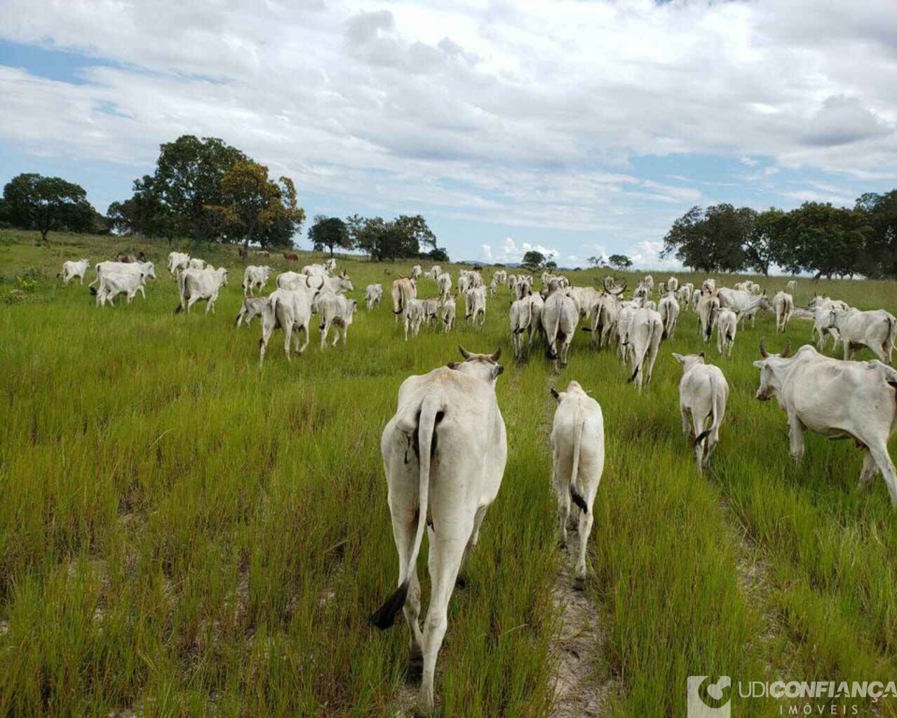 Fazenda à venda - Foto 8