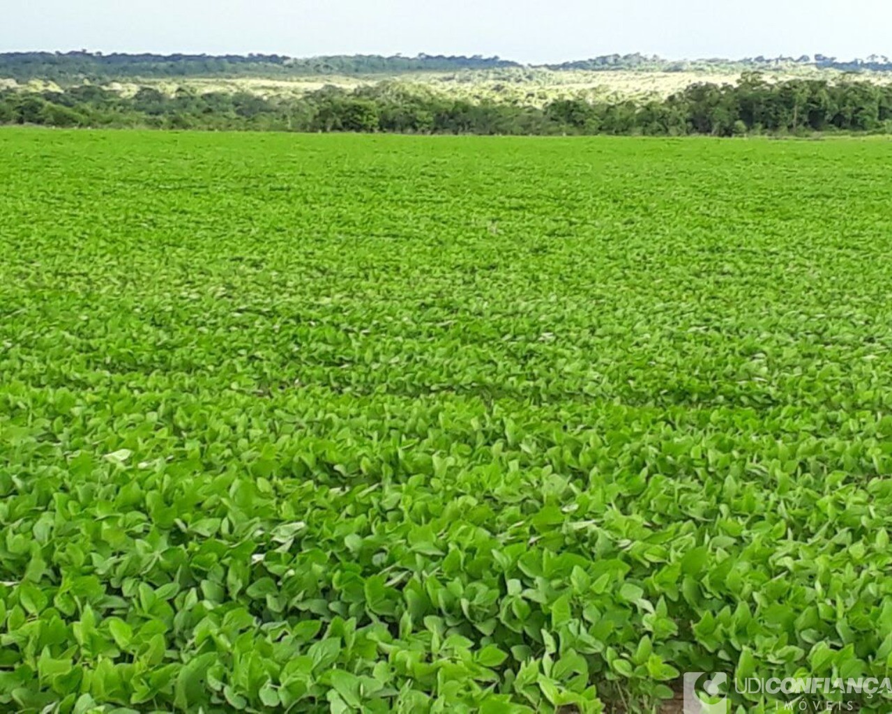 Fazenda à venda - Foto 11