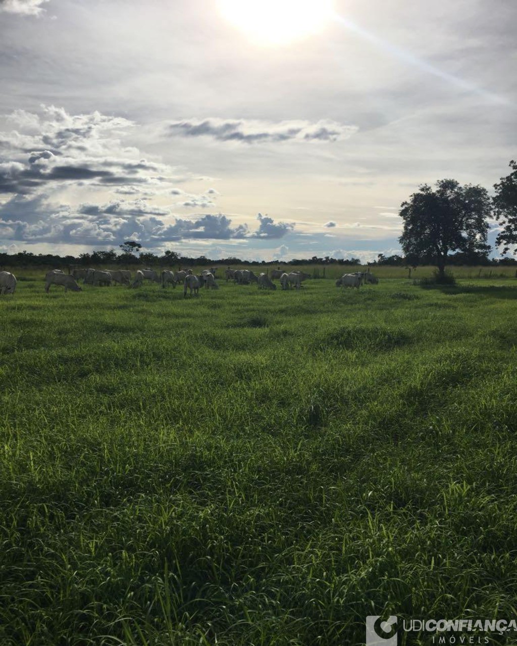 Fazenda à venda - Foto 5