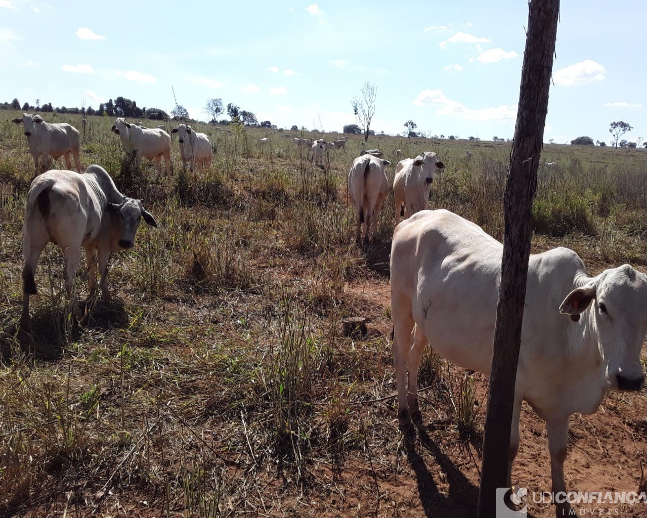 Fazenda à venda - Foto 22