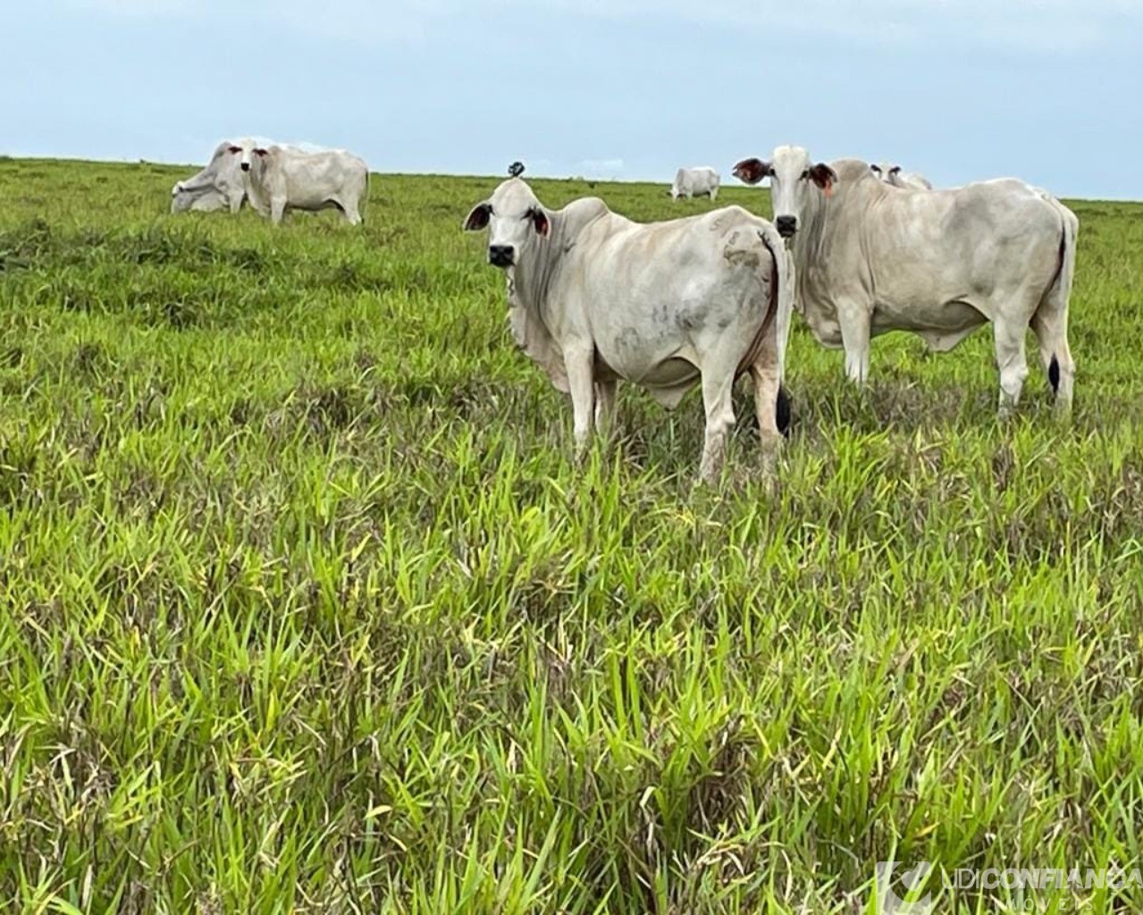 Fazenda à venda - Foto 28