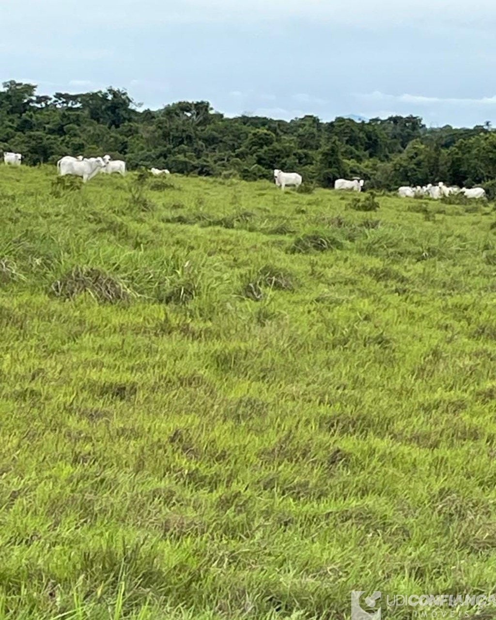 Fazenda à venda - Foto 15