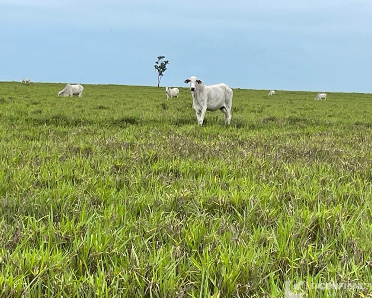 Fazenda à venda - Foto 13